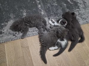  5 Mädchen & 1 Junge, fast 2 Monate alt, suchen ein liebevolles Zuhause.   