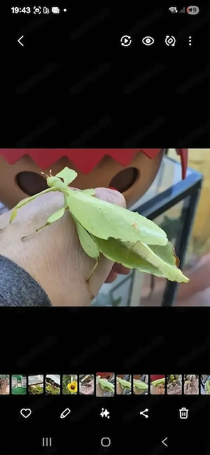 Wandelnde Blätter Insekten