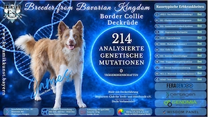 Border Collie Deckrüde