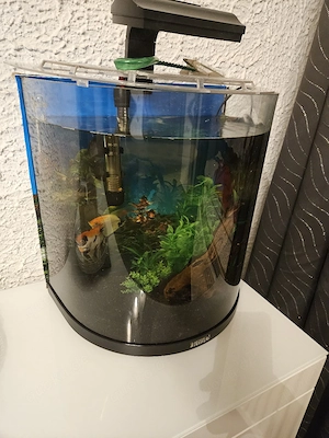 halfmoon aquarium 60 liter