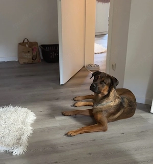 Belgischer Malinois 