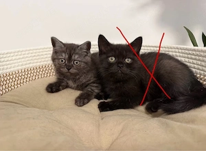 BKH  Kitten black smoke