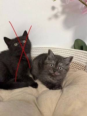 BKH  Kitten black smoke