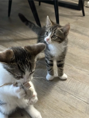 Katzenbabys Kitten 