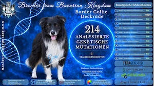 Border Collie Deckrüde Joe