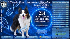 Border Collie Deckrüde Vincent
