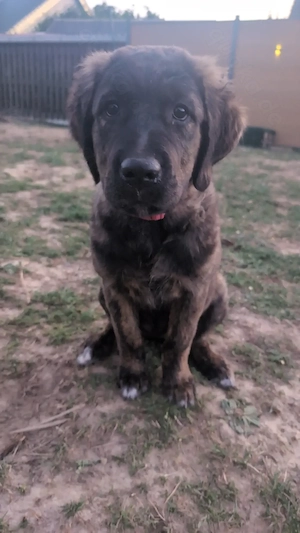 Welpe,Liebe Cane Corso,golden Retriever mix