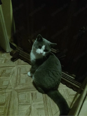 baby kater