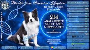Border Collie Deckrüde Azzurro