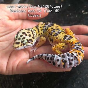Jean- Male -Normal het. Tremper Albino (Dad MS Mix) 