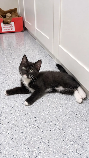 Bhk Babykatzen