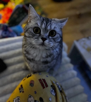 bkh katze sucht neues zuhause 