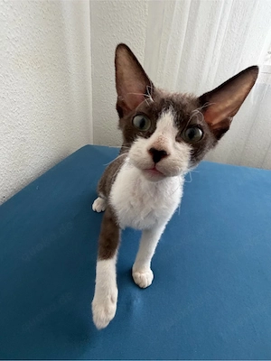 Zauberhafte Sphynx Velour