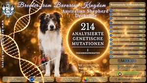 Australian Shepherd Deckrüde Zeus