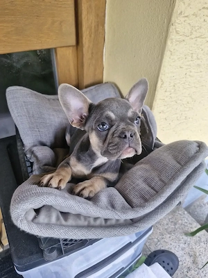 Französische bulldoggen Welpen 