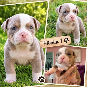 Bezaubernde New English Bulldog Welpen (Familienhund) suchen Traumplatz !!