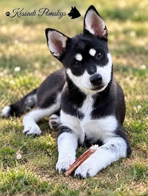 Toller Pomsky Rüde - auszugsbereit