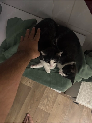 babykatzen Kitten + alles dabei! 