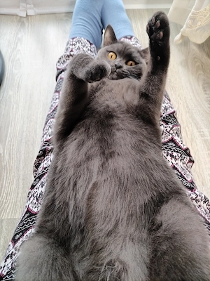 Bkh liebevolle kater