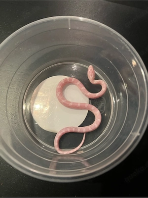 Kornnatter NZ 26 Candy Cane