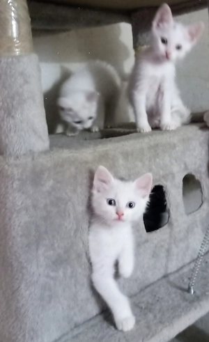 Katzen Babys , Hauskatze , Glücksbringer.