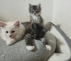 Reinrassige Maine coon Babys 
