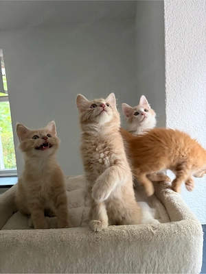 mainecoon kitten suchen ein liebevolles Zuhause 