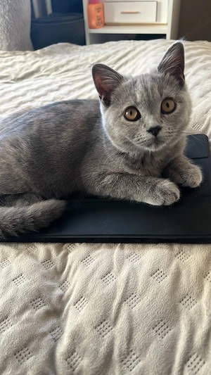 Kitten 15 Wochen alt