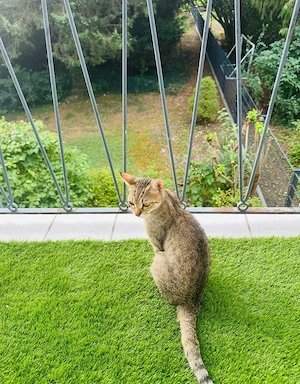 Liebevolle Katze sucht neues Zuhause   100  