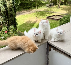 Perser kitten  babykatze mit Nase