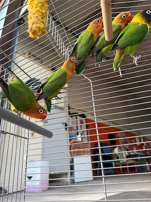 papgei vögel 