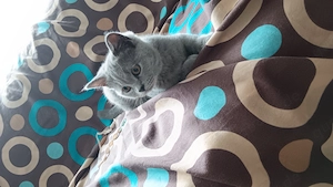 Liebevolles Zuhause für unsere kleine Samtpfote gesucht
