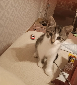 Kitten noch eine Katze zu haben 