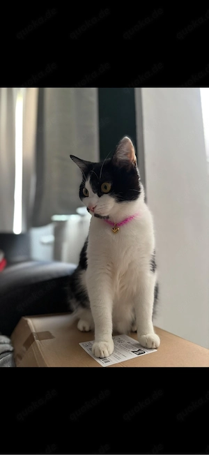 Katze Sky sucht ein neues Zuhause 