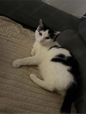 charlie sucht ein Neues zuhause