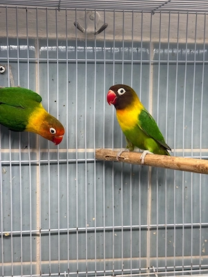 Schwarzköpchen Agapornieden Pârchen