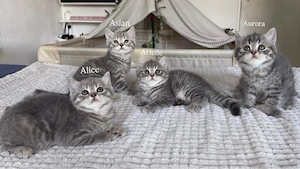4 BKH Kitten suchen liebevolles Zuhause 
