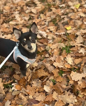 Liebevolle Chihuahua-Spitz-Hündin sucht ein neues Zuhause   