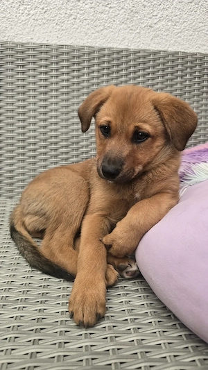 Süsse Hunde Welpen abzugeben .