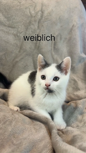 5 EKH Kitten abzugeben