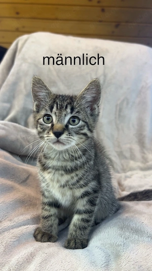 5 EKH Kitten abzugeben