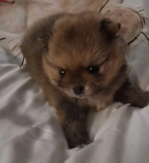 1 Wunderschöne Pomchi Hündin!