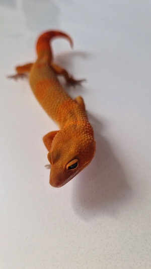 1.0 Mandarin Tangerine NDBE