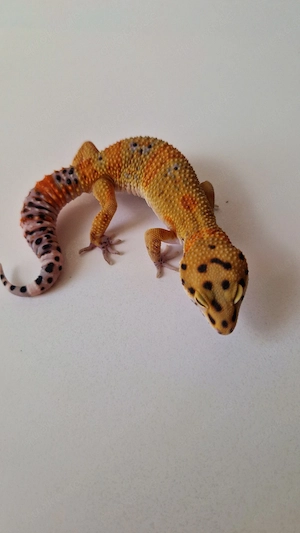 1.0 Mandarin het. Tremper Albino 