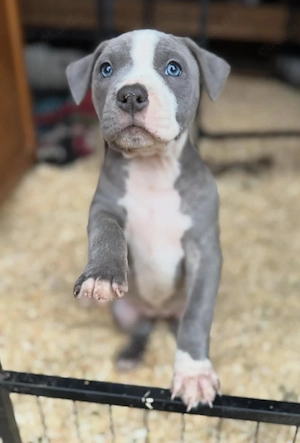 Wunderschöne American-Pitbull-Terrier-Welpen