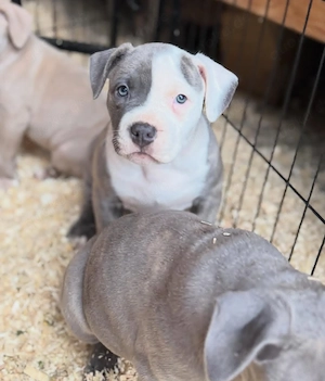 Wunderschöne American-Pitbull-Terrier-Welpen