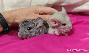 2 Chinchilla Männchen in Hannover, geboren im August 2026 Jungtiere
