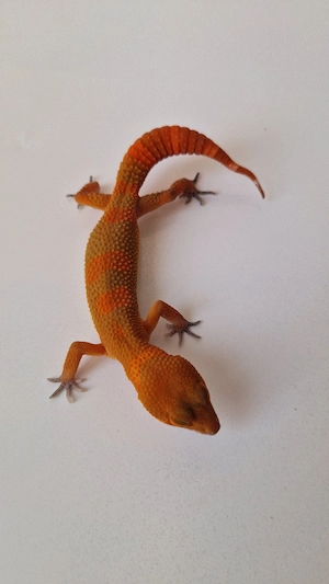 1.0 Mandarin Tangerine NDBE 