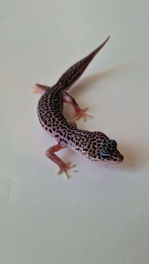 1.0 BNMSS het. Raptor 