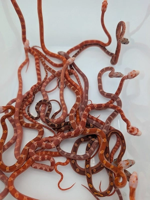 Kornnatter diverse Farbformen, beide Geschlechter verfügbar 